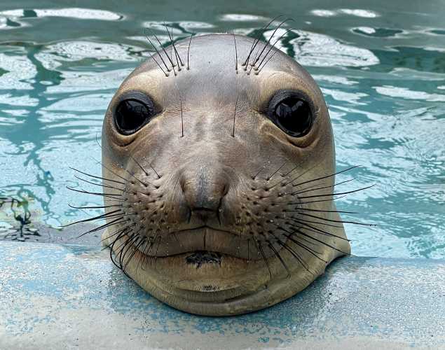 northern elephant seal Mizuna