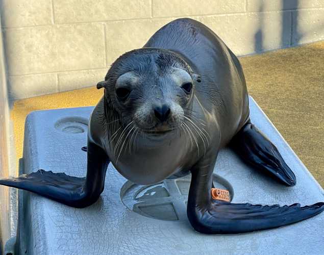California sea lion Mountaineer