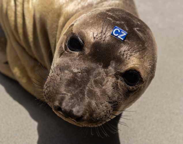 northern elephant seal Taiyaki
