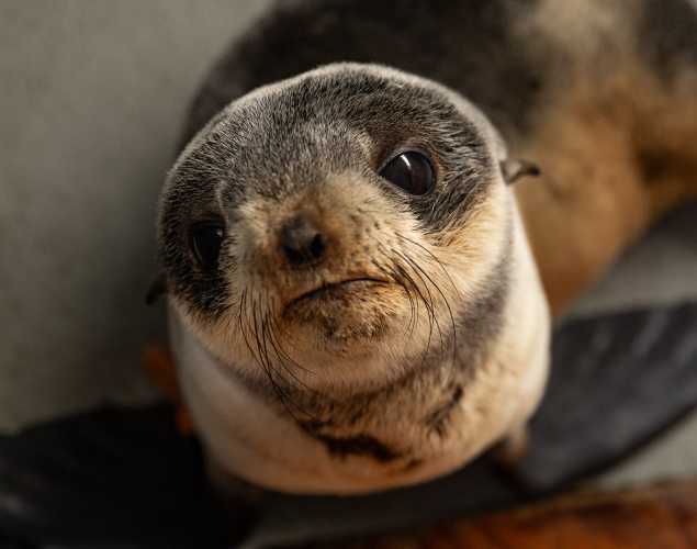 northern fur seal Greenflash