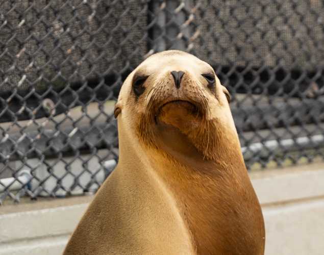 California sea lion Porcini