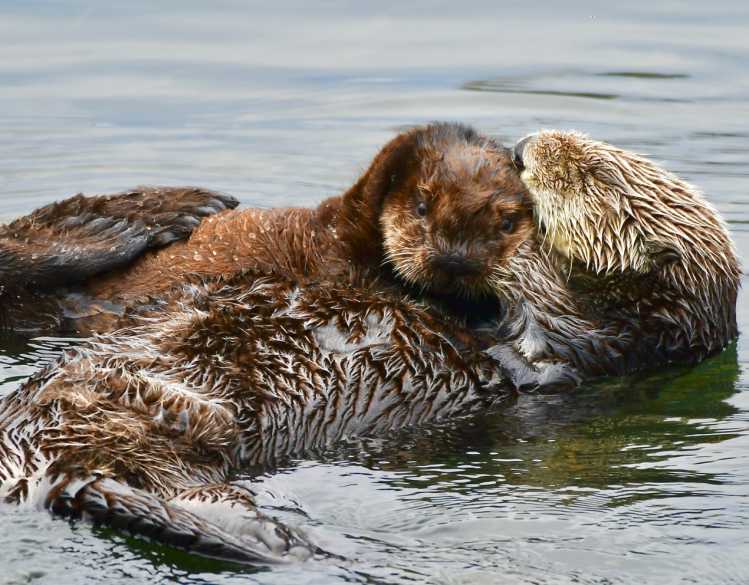 A sea otter pup rests on its mother’s stomach floating in the water.