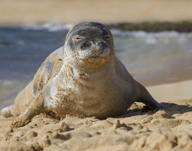 Hawaiian monk seal