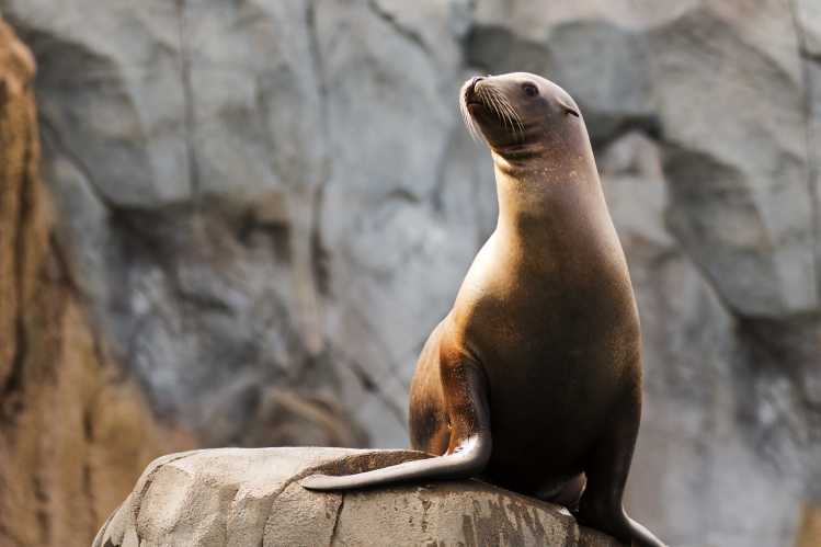California sea lion