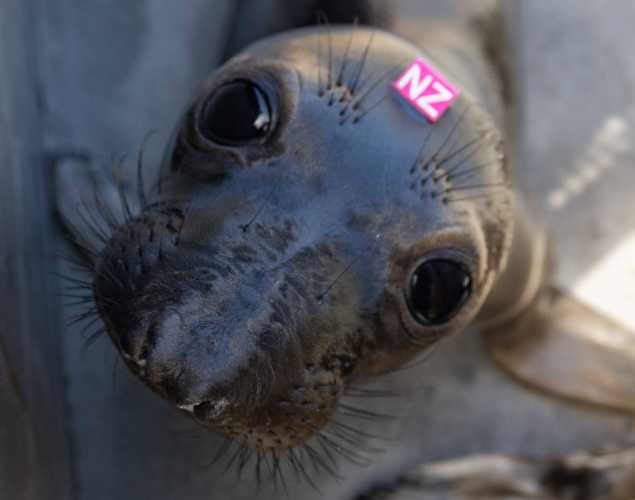northern elephant seal Mermaid