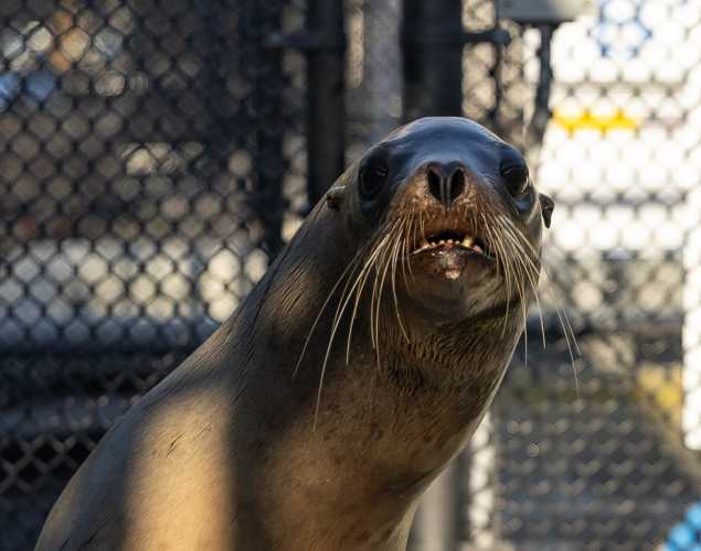 California sea lion Bluegill