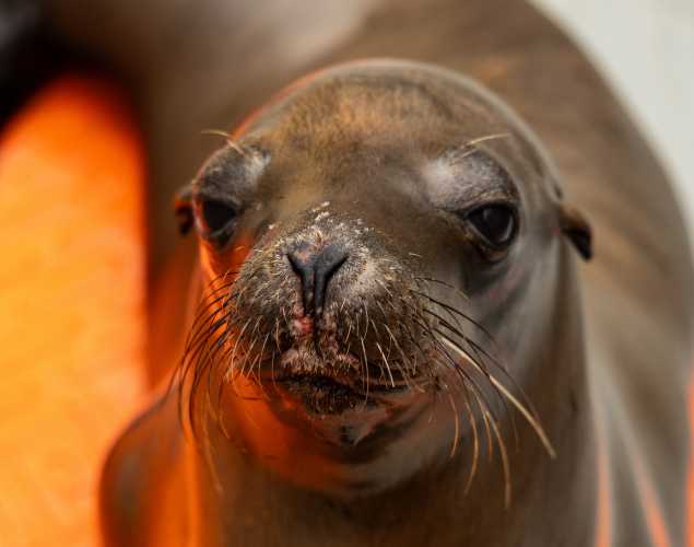 California sea lion Baru