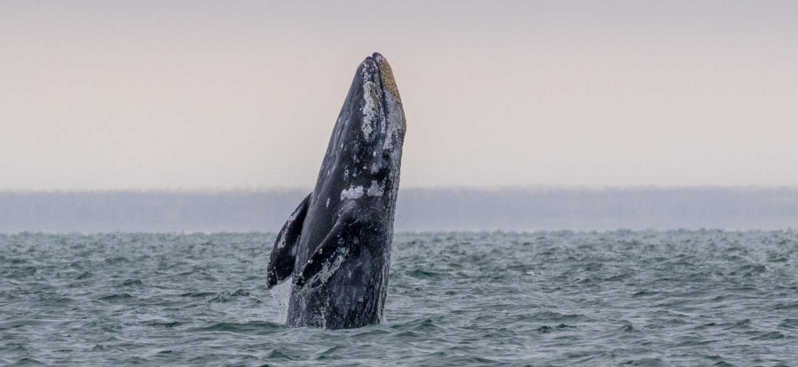gray whale breaching