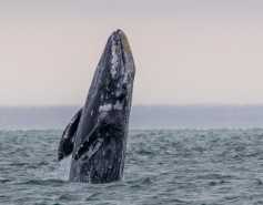 gray whale breaching