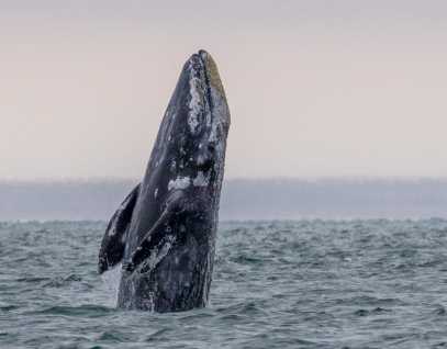 gray whale breaching