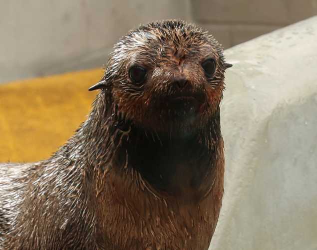 northern fur seal Earlybird