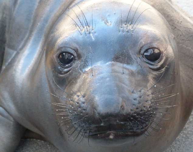 northern elephant seal Parfait