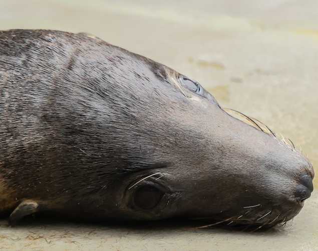 California sea lion Celie