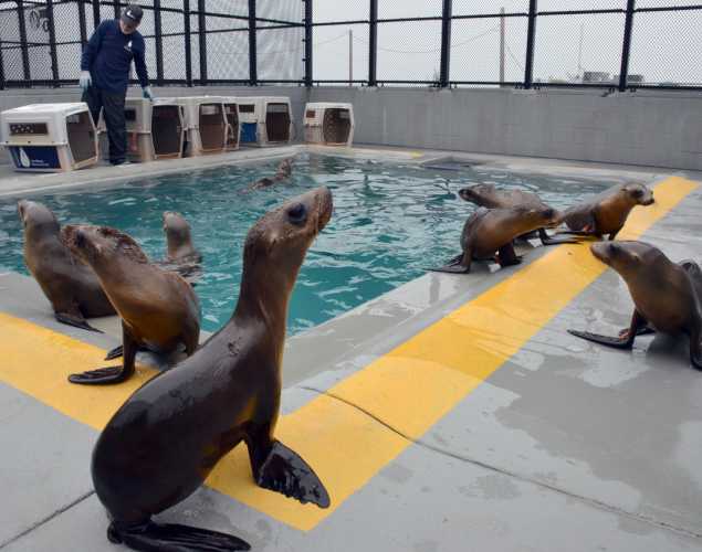 Pen filled with California sea lion pups