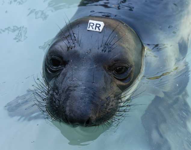 northern elephant seal Barbarella