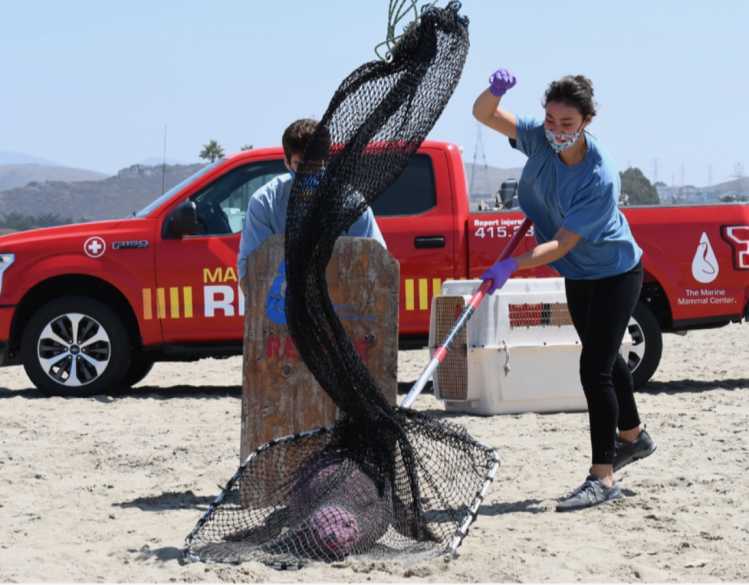 A trained marine mammal responder casts a rescue net over a stranded sea lion in front of a red truck.