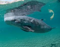 pygmy sperm whale