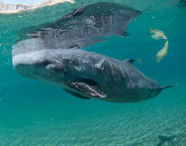 pygmy sperm whale