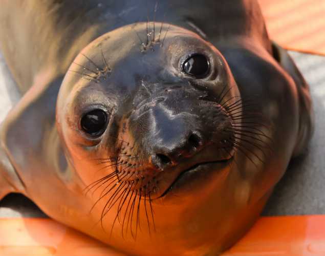 northern elephant seal Eggshell
