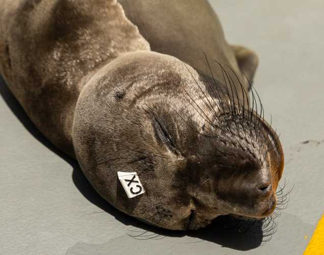 northern elephant seal Statler