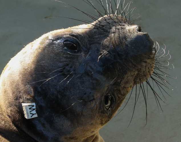 northern elephant seal Wilson