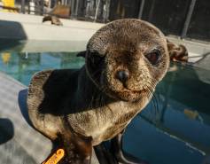 Guadalupe fur seal in rehabilitation