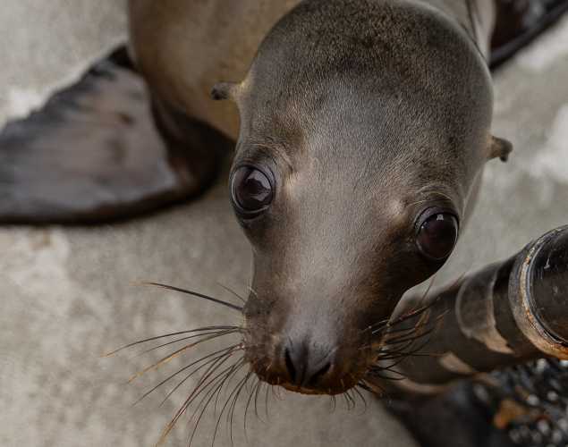 California sea lion Overlook