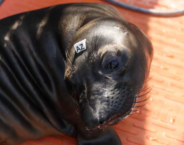 northern elephant seal Finneas