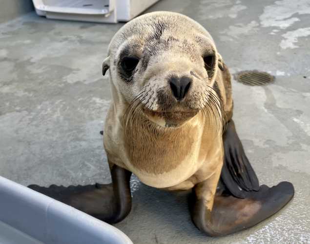 California sea lion Cleat