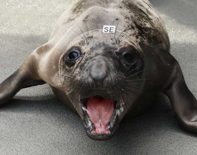 northern elephant seal Encroach