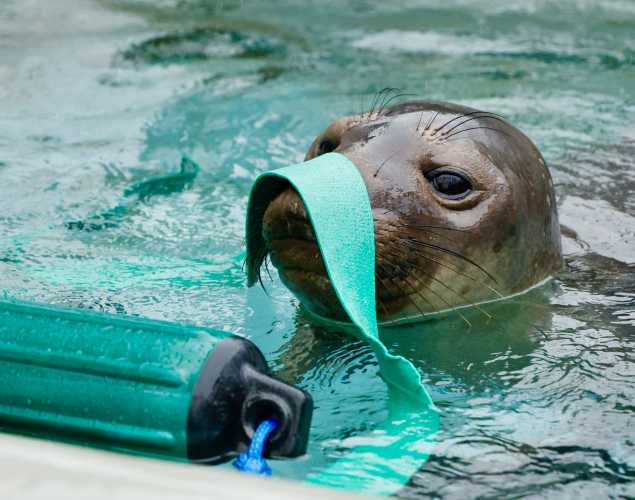 Northern elephant seal Bob