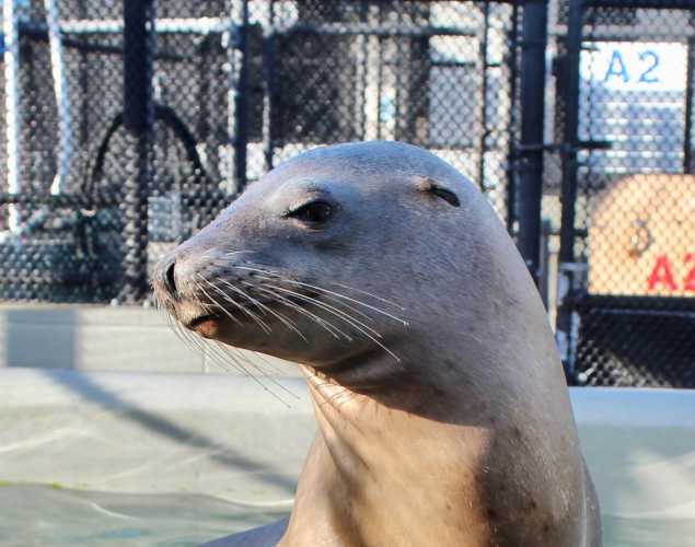 California sea lion Kidding