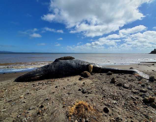 a dead gray whale on the shore