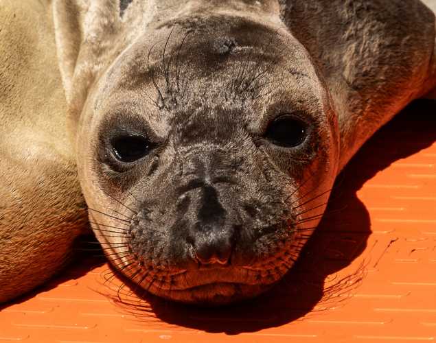 northern elephant seal Shellsta