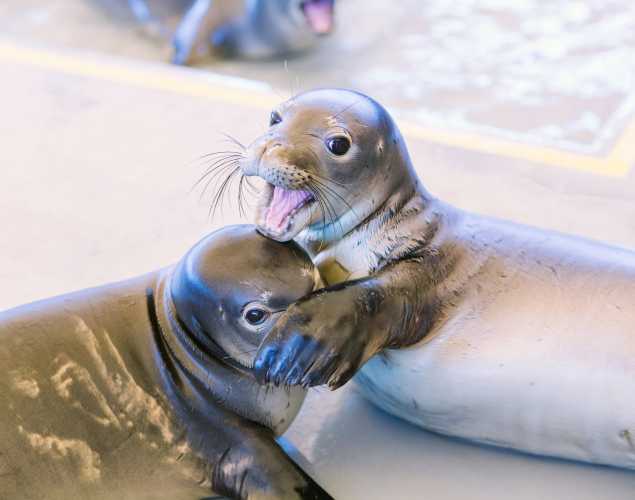 Hawaiian Monk seals