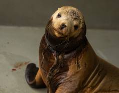An entangled California sea lion with a netting material around its neck. 