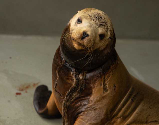 An entangled California sea lion with a netting material around its neck. 