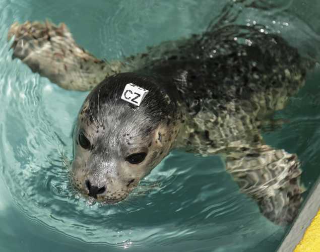 harbor seal pup Laguna