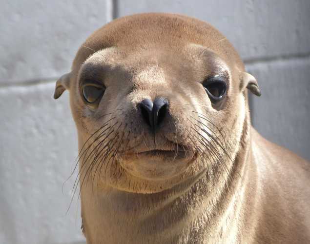 California sea lion Rylynn