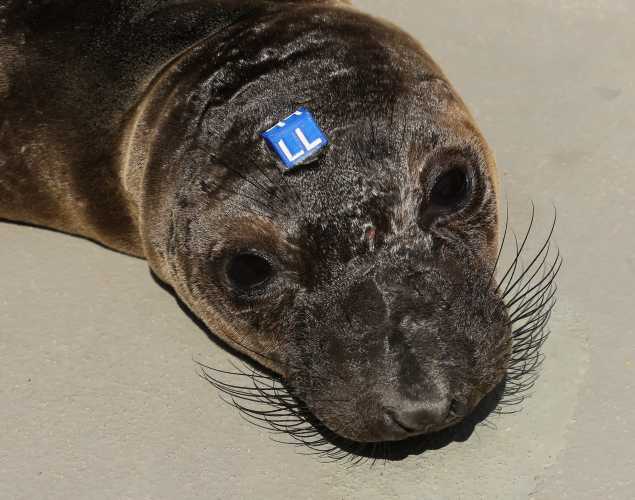 northern elephant seal Holston