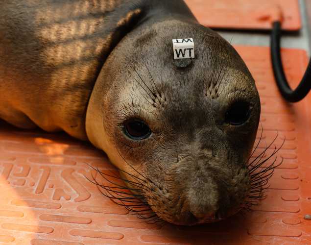 northern elephant seal Myrtle