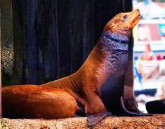 California sea lion with entanglement