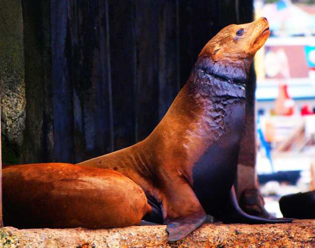 California sea lion with entanglement