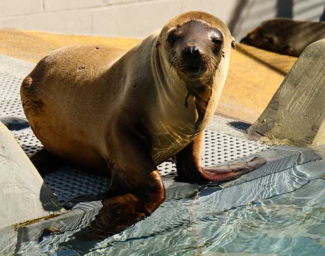 California sea lion Lillbea