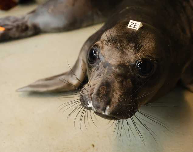 northern elephant seal Azul
