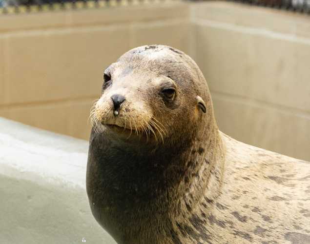 California sea lion Babs