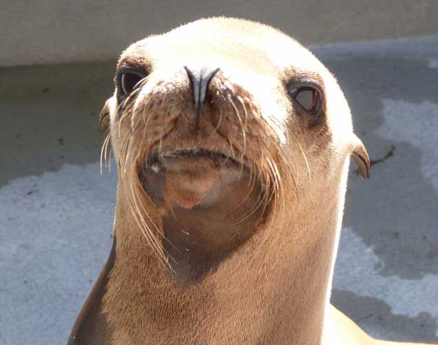 California sea lion Savannah