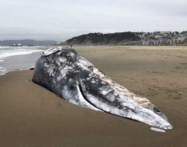 gray whale on Ocean Beach before necropsy