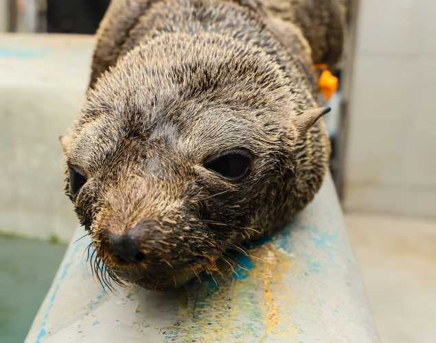 Guadalupe fur seal Ziri