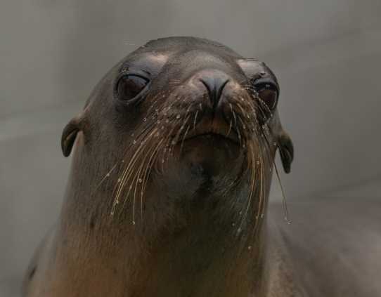 California sea lion Kickstart